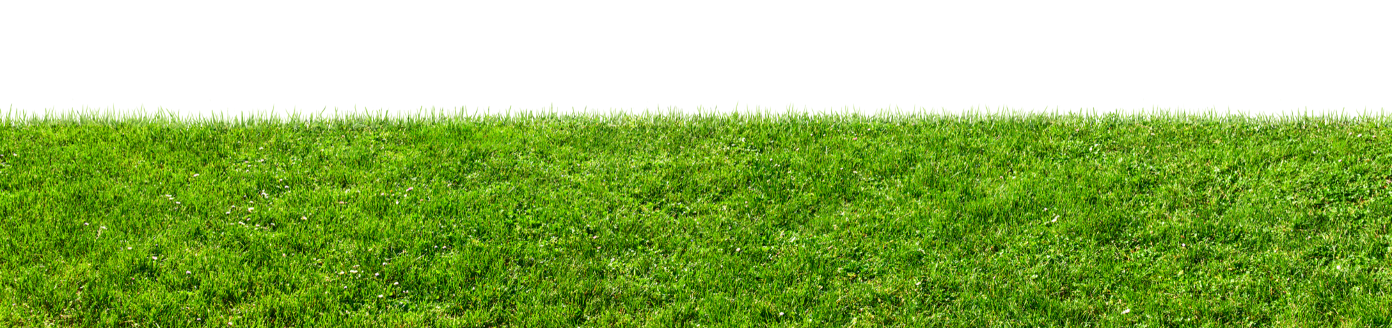 Bild von einer Begrünung