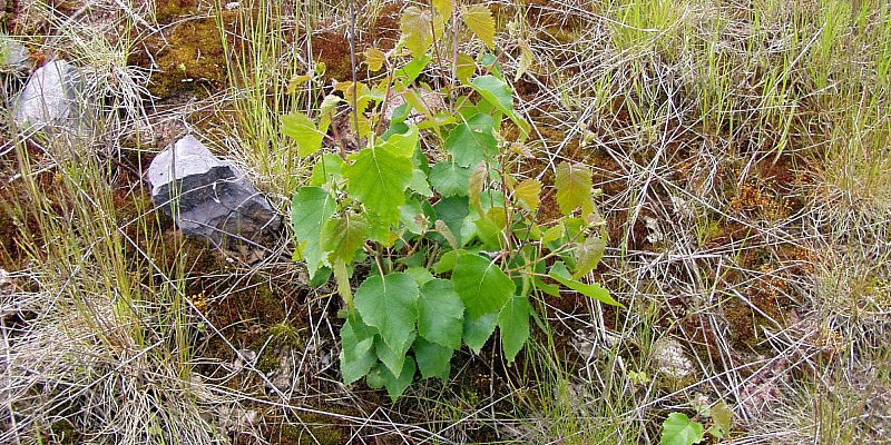Bild zum Thema Gehölzansaat